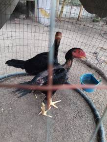 Ayam Pakoy