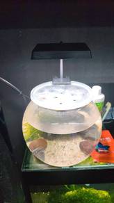 Plastic fish bowl & Betta fish