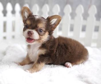 CHIHUAHUA PUPPIES 363 🌷Head Apple Cute Dog