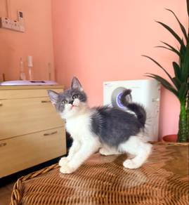 bsh mix