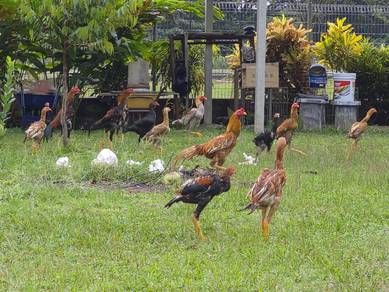 ayam ratu, siam, sabung, pama, pakoy
