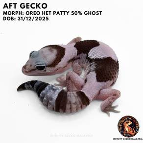African Fat-Tailed Gecko Fat Tail JB AFT Oreo 肥尾守宫