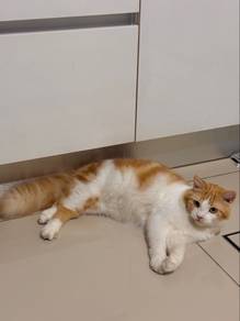 Mix persian cat