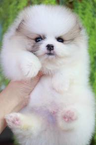 Pomeranian