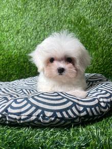 GstG61103 tiny Maltese SWEETTIE pet puppies