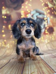 Miniature Long Haired Dachshund