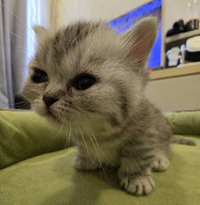 original Munchkin rehome