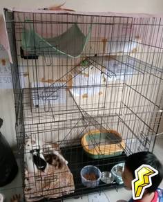 Sangkaq Boh Kucing