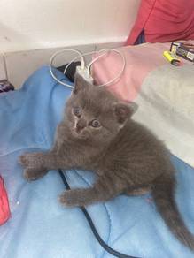 bsh for sale