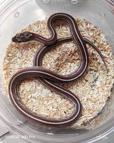 Corn Snake 
