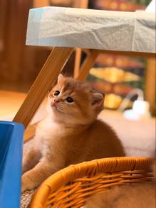 Bsh golden
