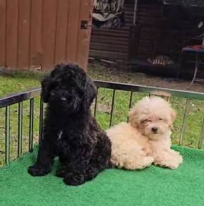Toy Poodle Puppy