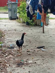 ayam Siam bentina