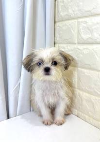 J0233 Shih Tzu Cute Doll Face Puppy