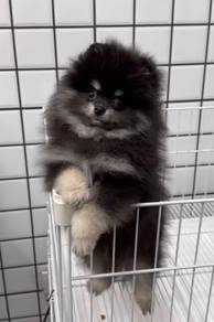 Pomeranian