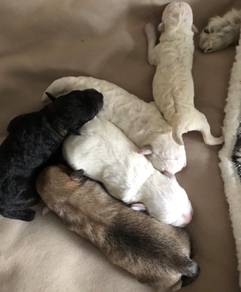 Schnauzer