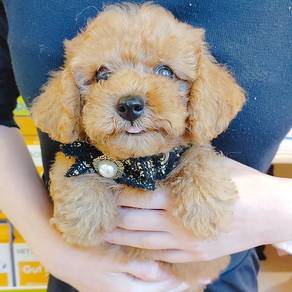 Poodle Toy