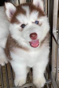 FLUFFY 🌻217 HUSKY WOOLY PUPPIES Boy~Girl