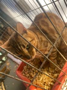 bengal