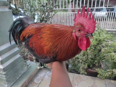 ayam kampung asli
