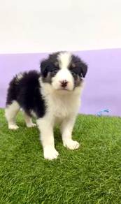 Border collie mka and microchip