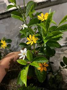 Gardenia Mutabilis / Golden Gardenia