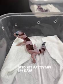 african fat tail gecko (oreo morph)
