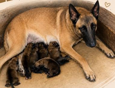 Belgian x German Shepherd