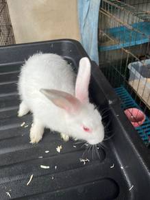 arnab kecil (netherland dwarf)