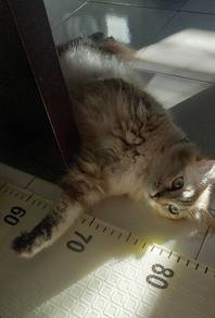 Kucing Manja Untuk Rehome - Umur 1 Tahun Lebih