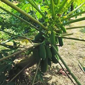 pokok betik