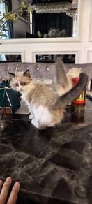 Baby Ragdoll Pure Breed 