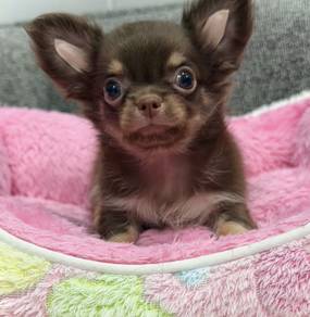 CHIHUAHUA PUPPIES 317 🌷Head Apple Cute Dog