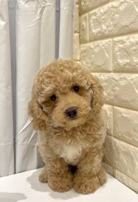 G36 Cute Poodle Dog