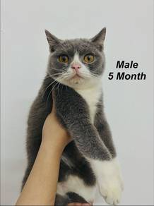 Kucing BSH