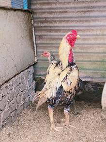 ayam pama jalan 