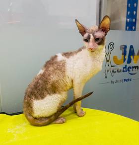 Cornish Rex