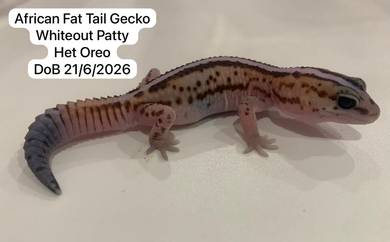 African fat tail gecko