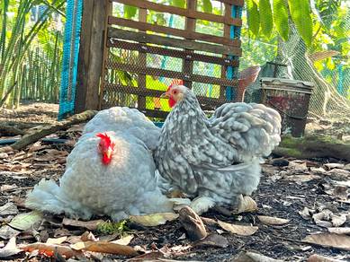 Pekin chicken Ayam pekin