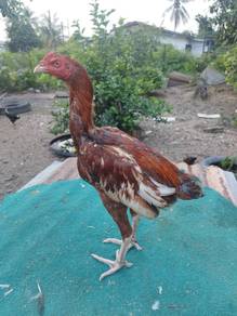Ayam Muda