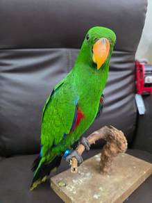 Burung eclectus