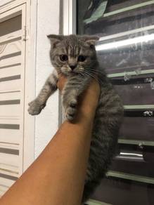 BSH kitten
