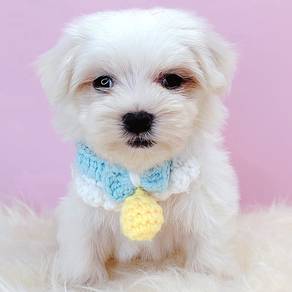 Maltese