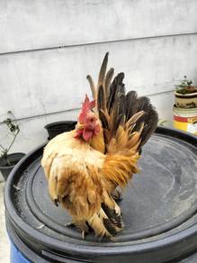 Ayam serama 