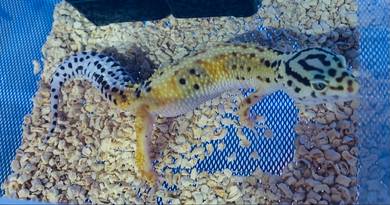 Leopard Gecko - Temerine