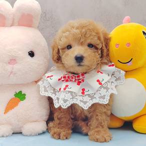 Poodle