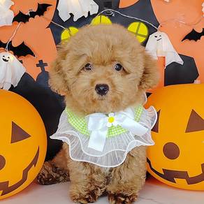Poodle