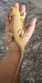 Bearded Dragon