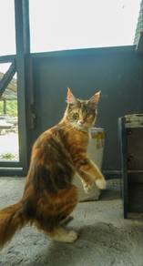 Female Mainecoon