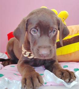 Labrador